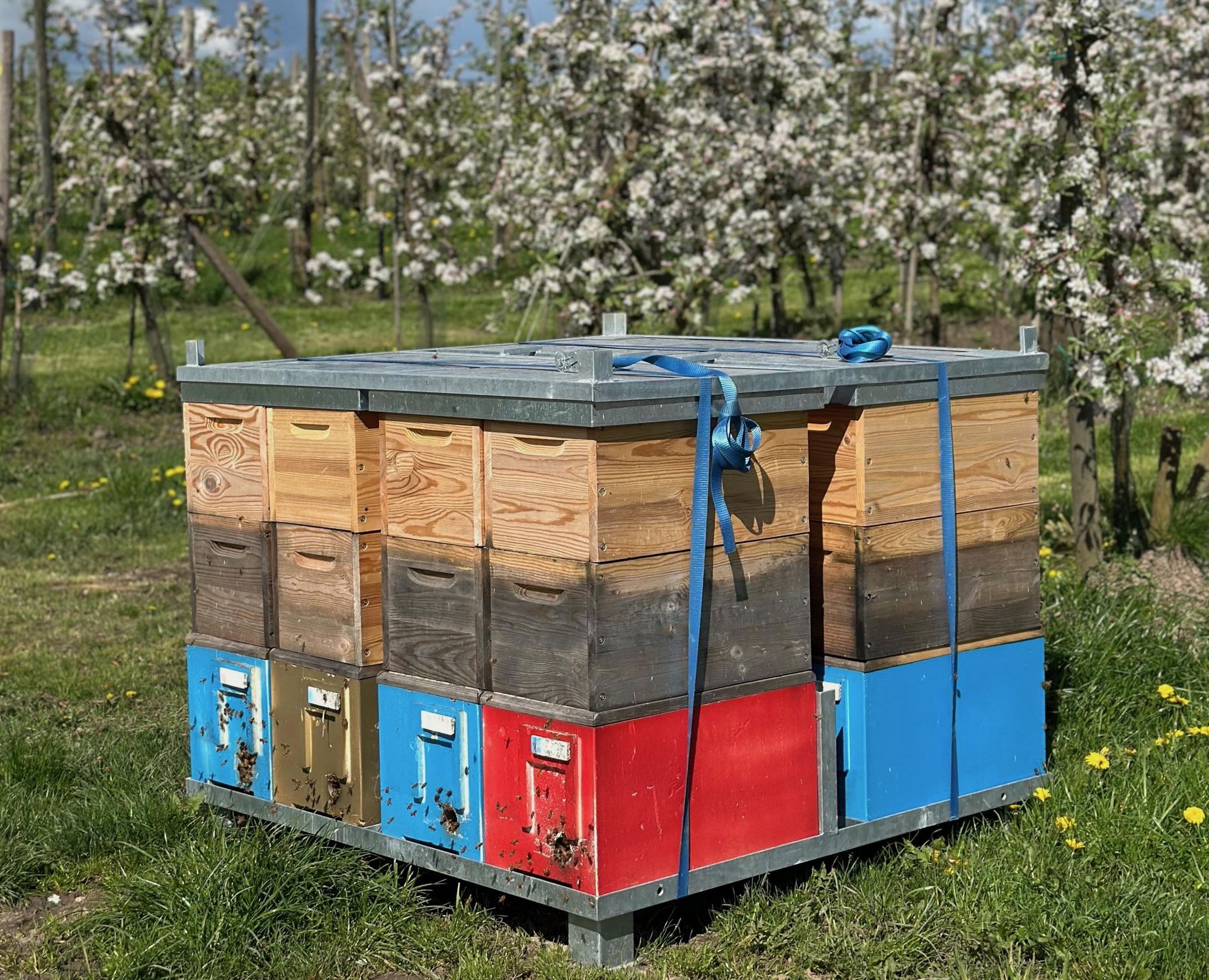 Bestäubung in der Apfelblüte